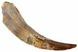 Fossil Pterosaur (Siroccopteryx) Tooth - Morocco #295135-1